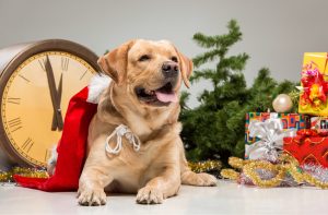 10 New Years Resolutions for Pet Owners