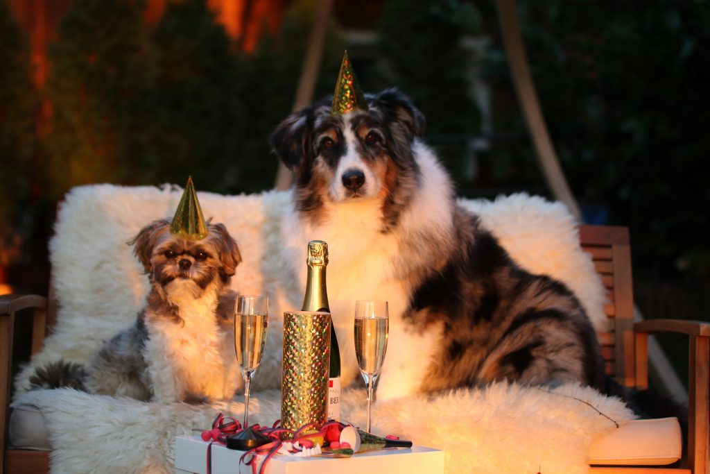 10 New Years Resolutions for Pet Owners