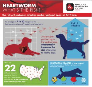Heartworm, Flea, and Tick Prevention