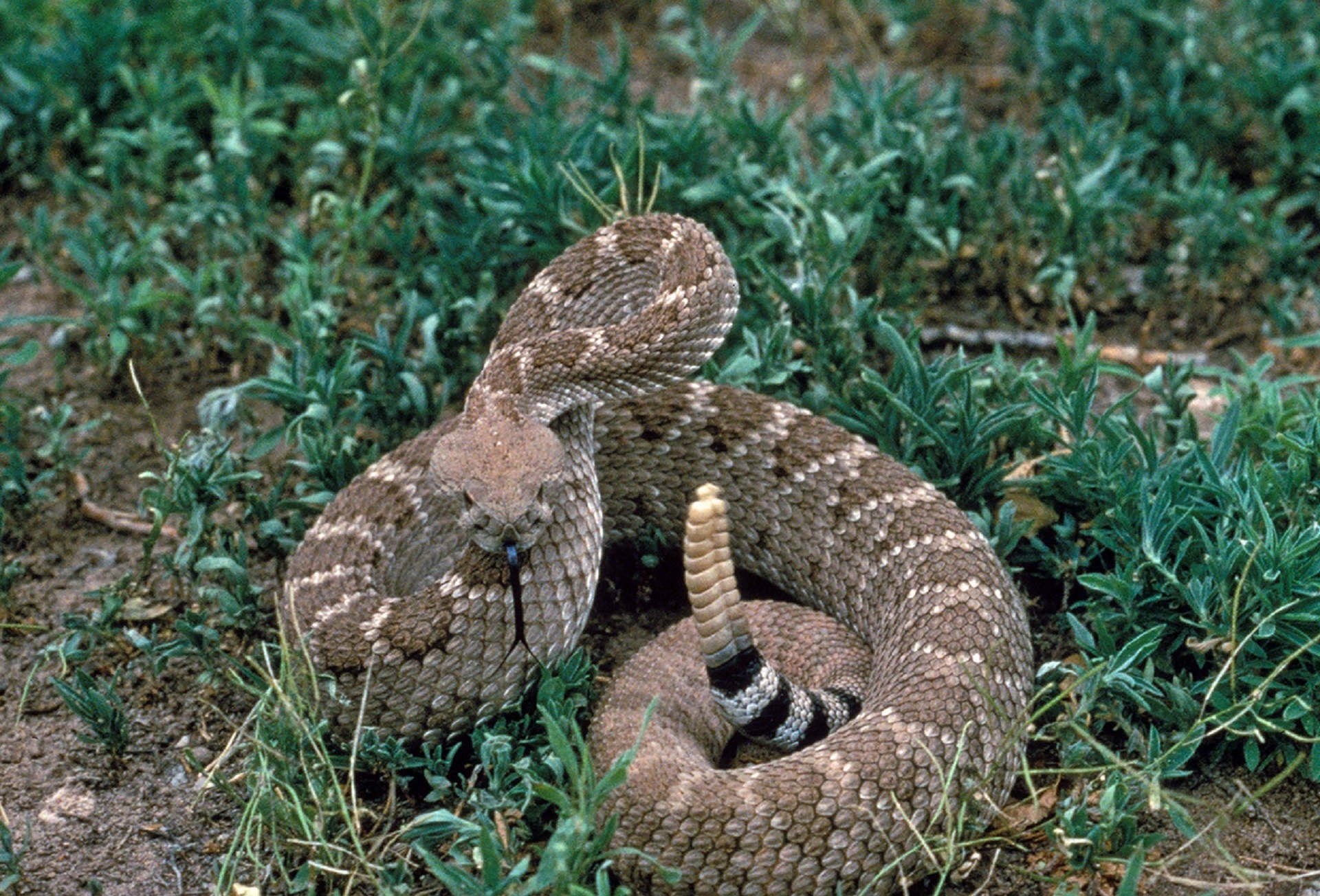 what should you do if bitten by rattlesnake