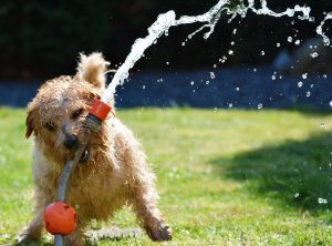 Take These Steps to Prevent Heatstroke in Pets