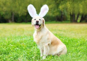 Easter Pet Safety Tips