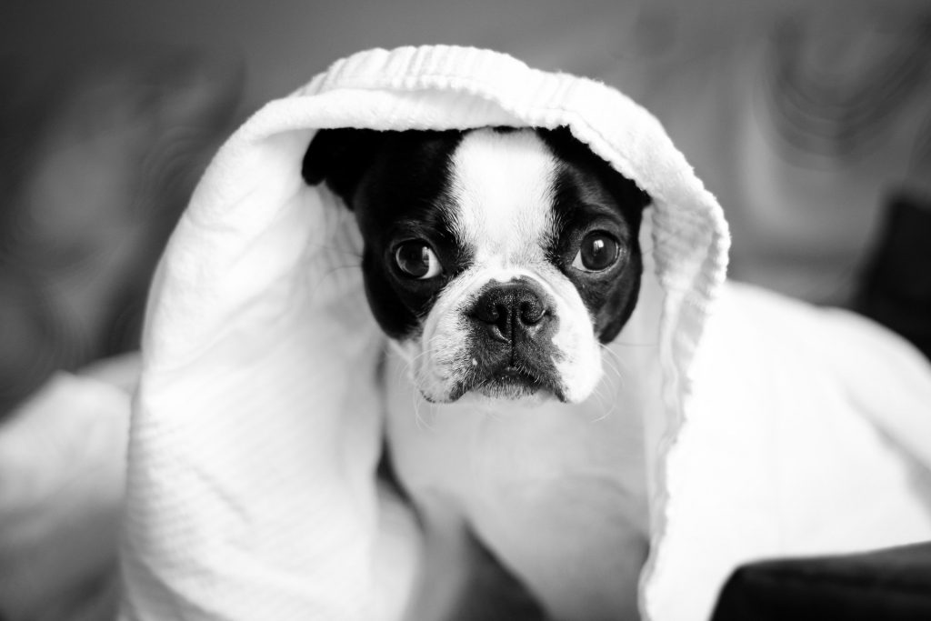What Pet Owners Need to Know About the Dog Flu