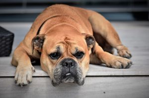 Heartworm Infections Increasing