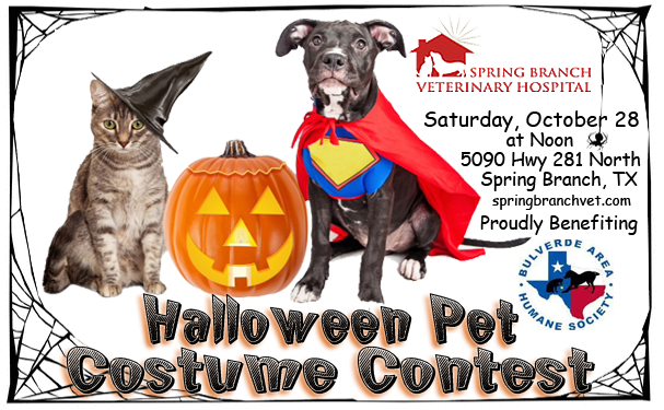 Halloween Pet Costume Contest!