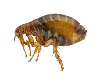 Flea Facts for Pet Owners