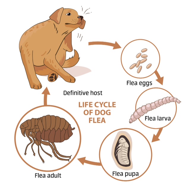 Flea Facts for Pet Owners