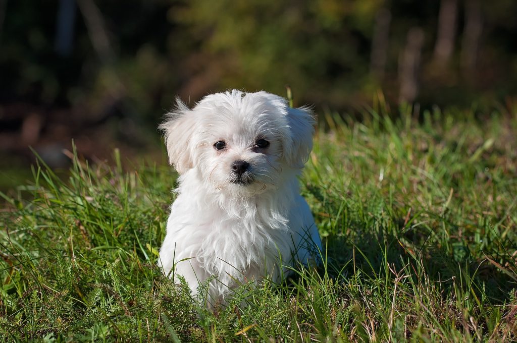 5 Ways to Prevent Tick Borne Disease in Pets