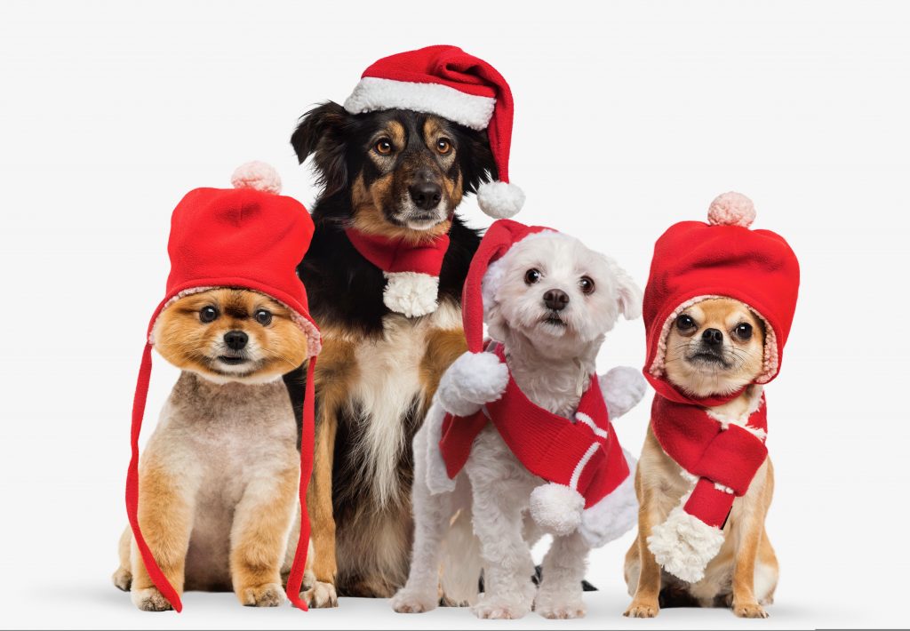 Pet and Family Photos with Santa!