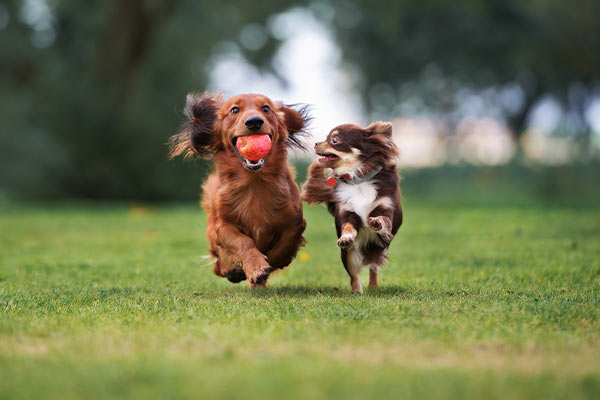 do dogs in san diego need heartworm