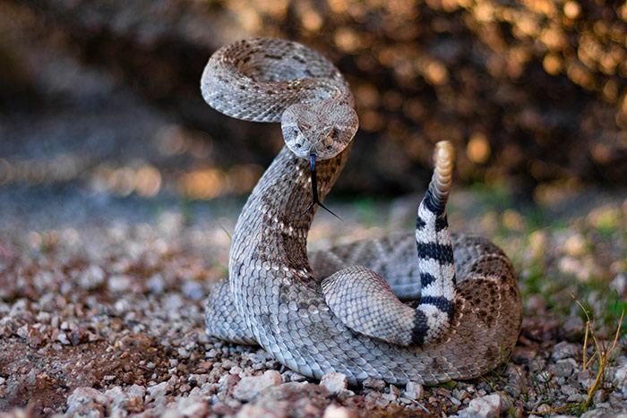 timber rattlesnake venom