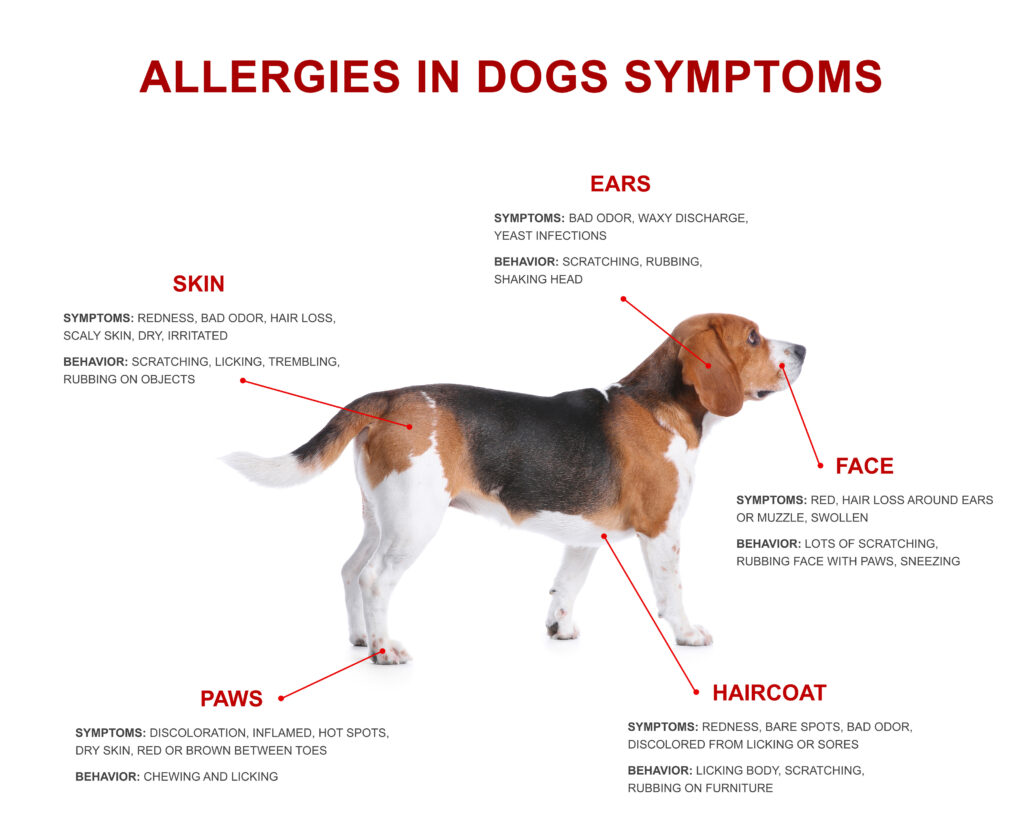 can dogs have seasonal allergies