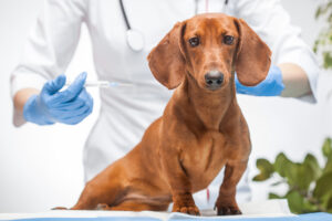 Spring Branch Veterinary Hospital - Pet VAccines