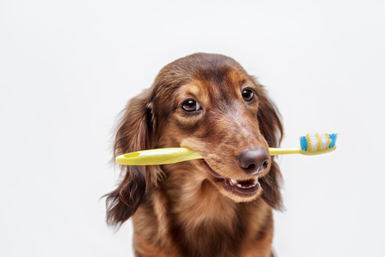 Dachshund dog with a toothbrush Spring Branch Veterinary Hospital